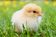 Nugget the chick sitting in grass